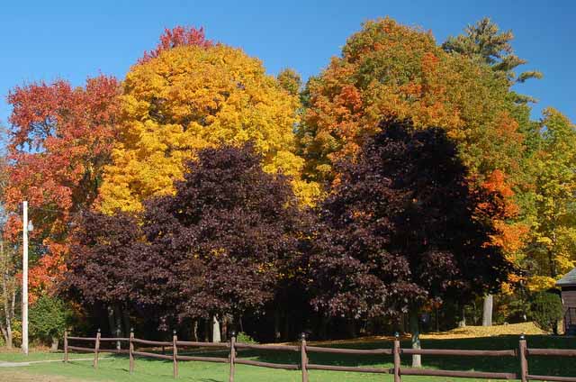 trees of all colors